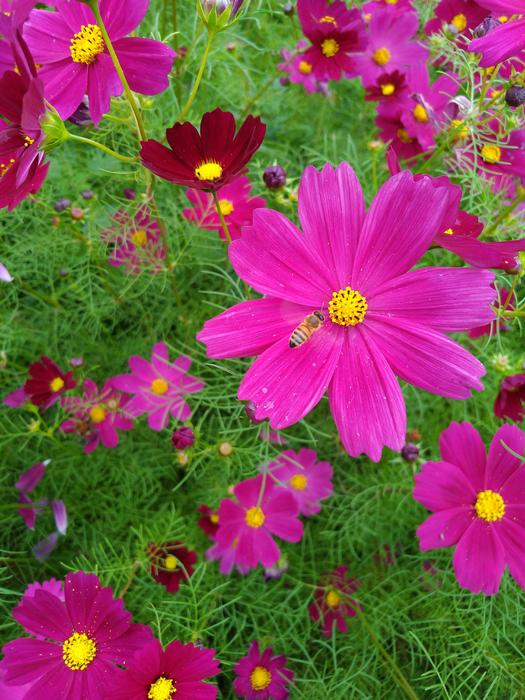 Flower Nature Plant