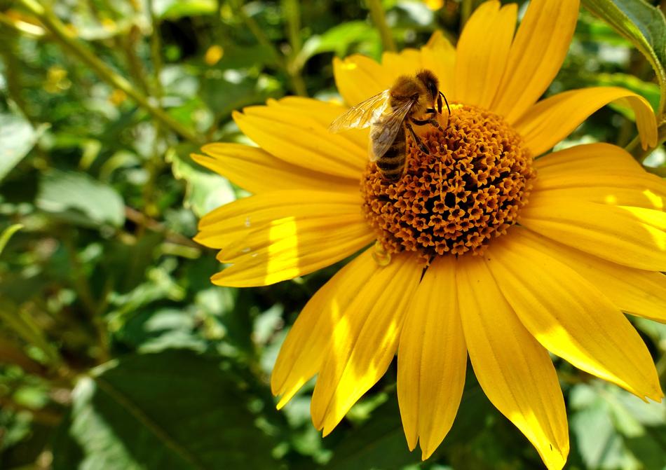 Flower Summer Bee