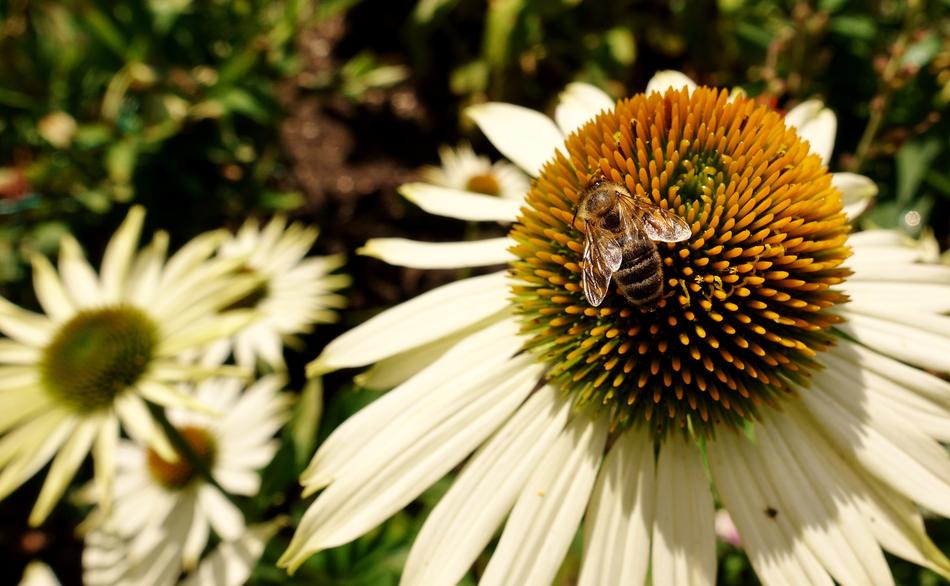 insects on a white flower