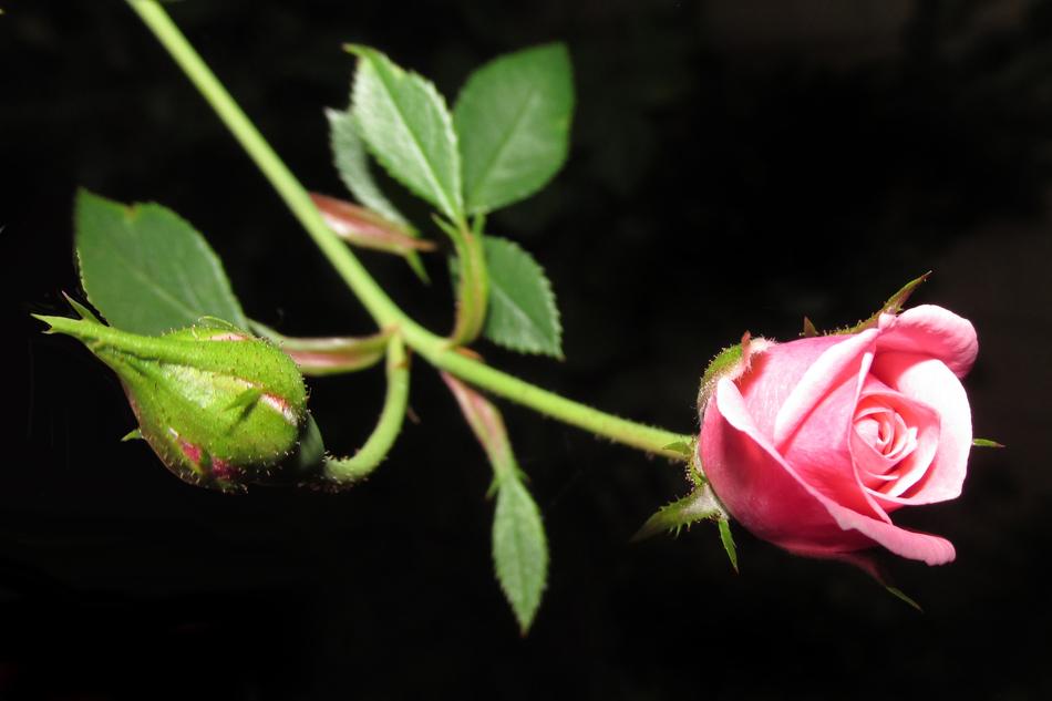 Flower Nature Rose