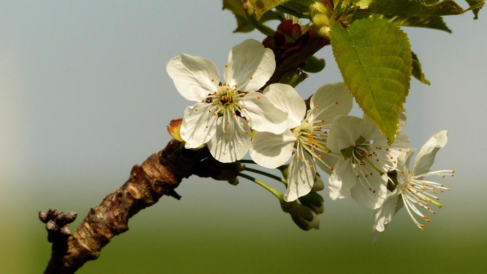 Cherry Blossom Bloom