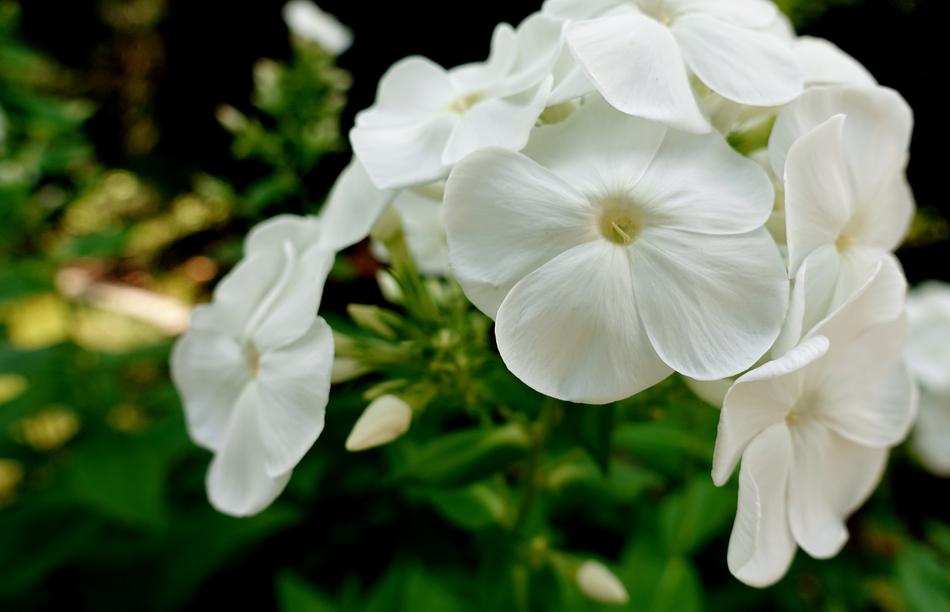 Flower White Summer