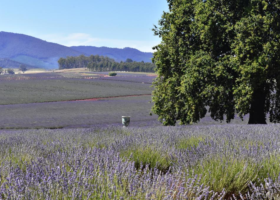 Australia Tasmania Lavender Fields