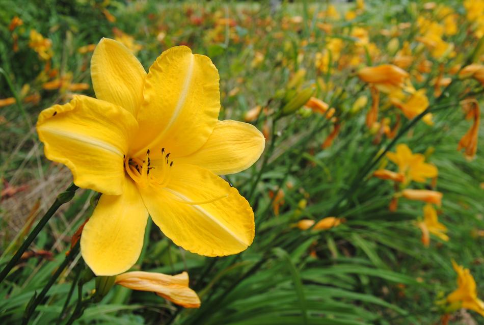 Nature Flower Plant