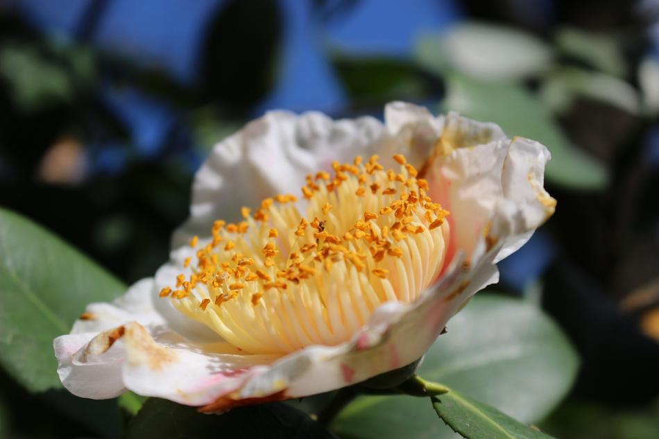 Flower Stamen Nature