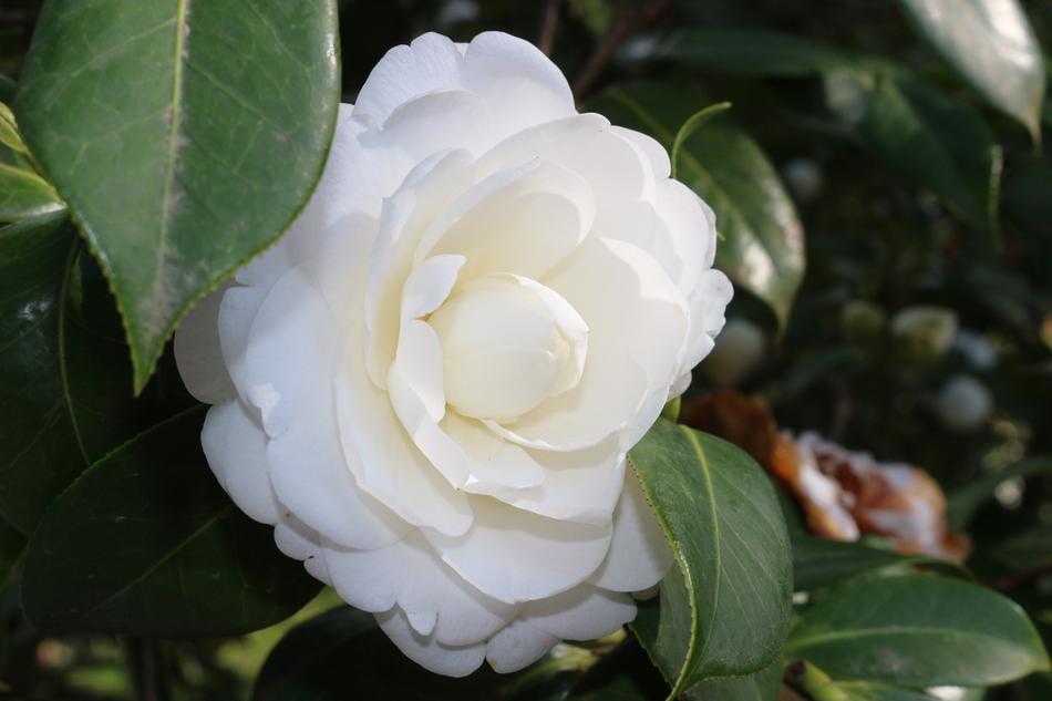Flower White Nature