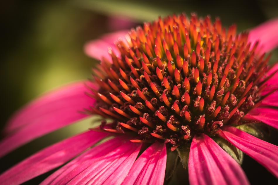 Nature Plant Garden