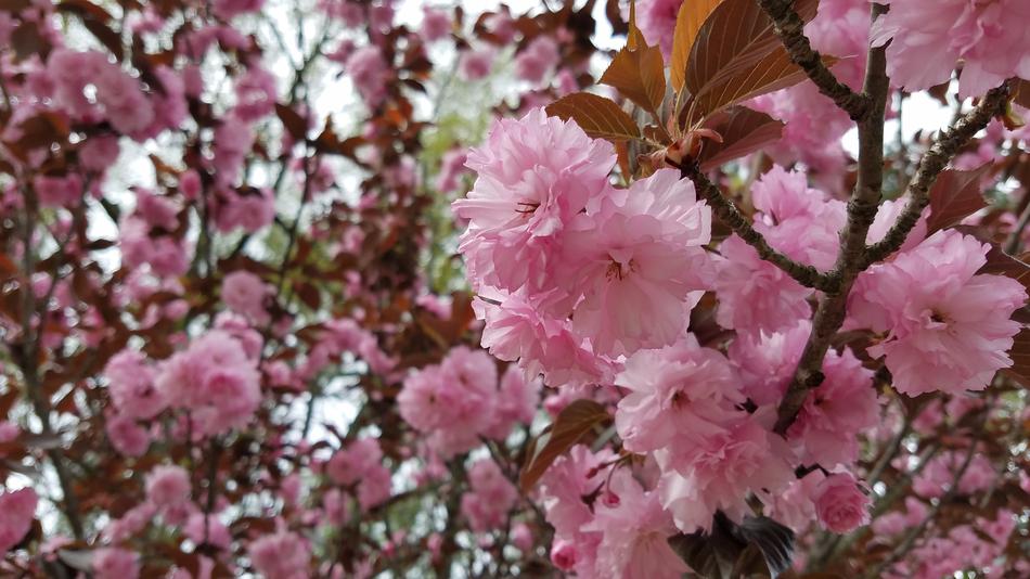 Flower Tree Branch
