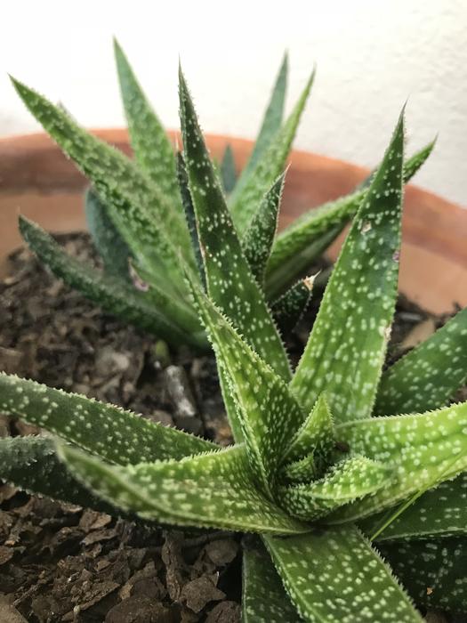Cactaceae Plant Nature