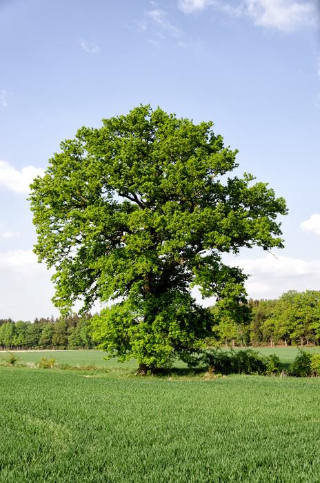 Tree Meadow Field