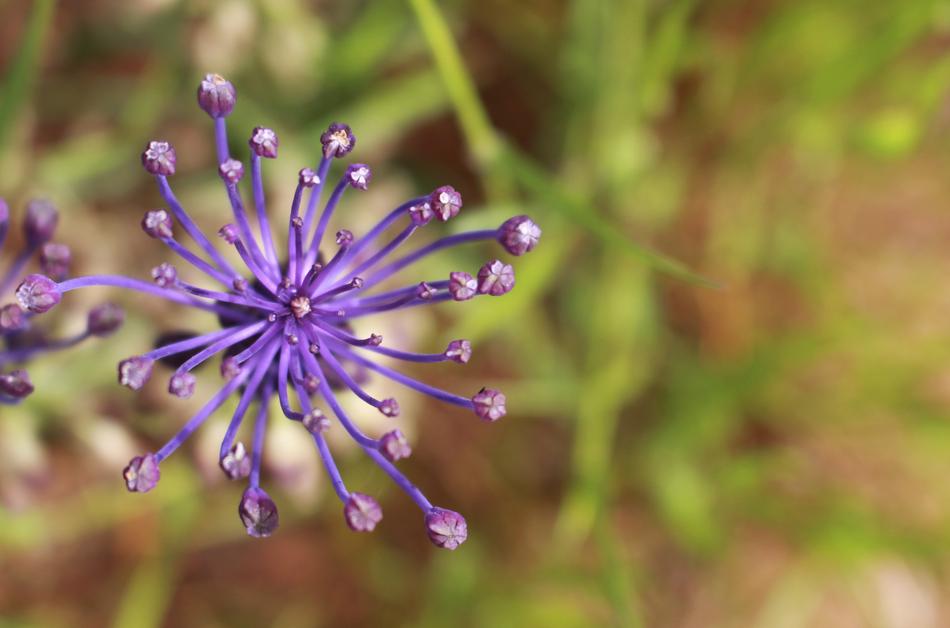 Wild Flower
