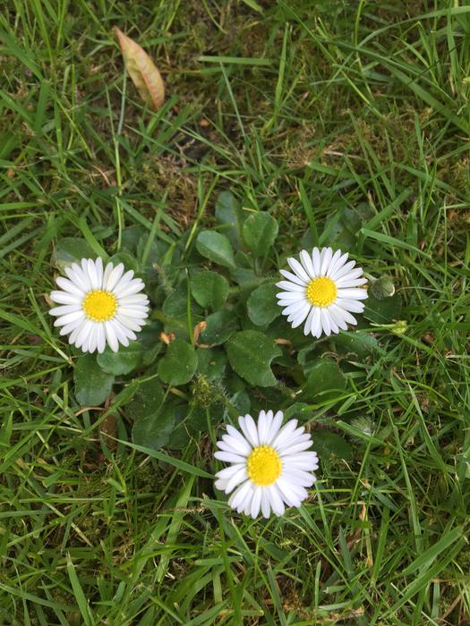 Daisy'S Grass Garden