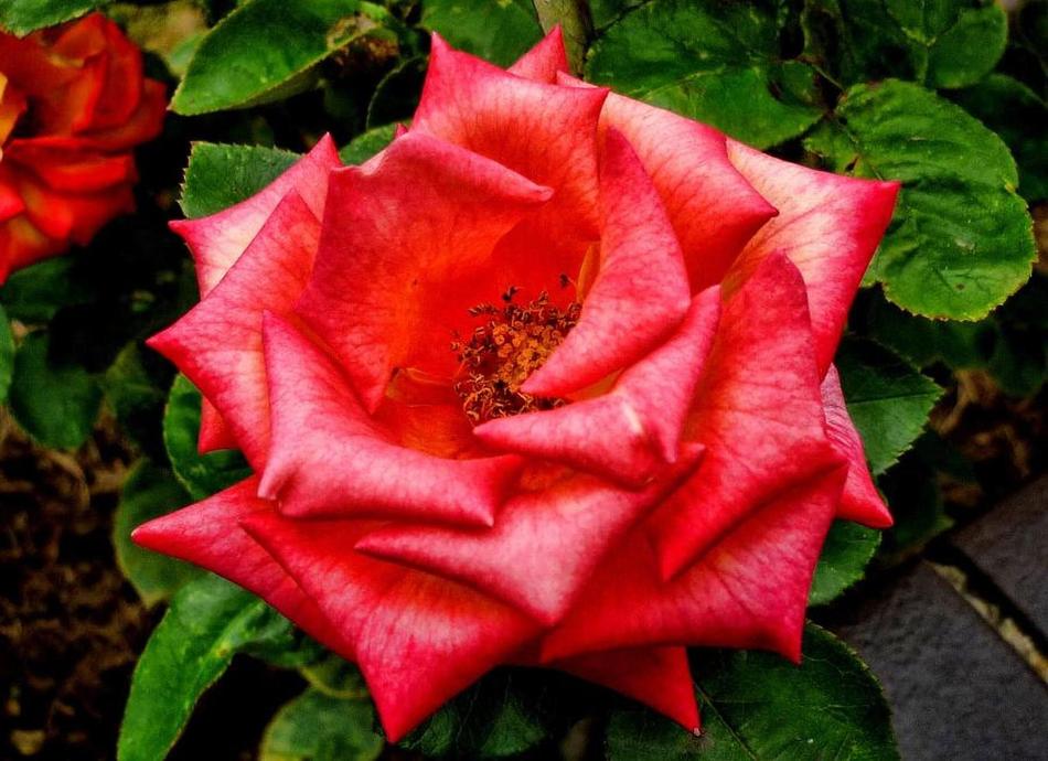 Flower Rose Flora