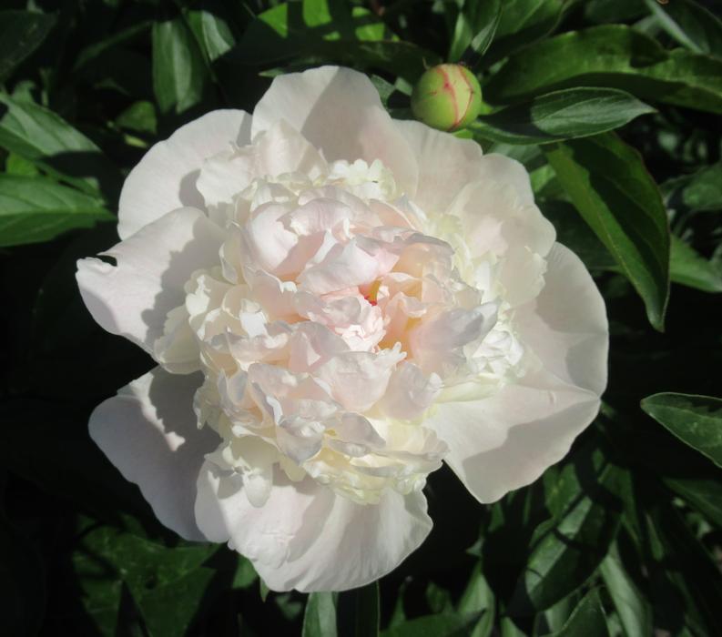 a beautiful white flower in a bush