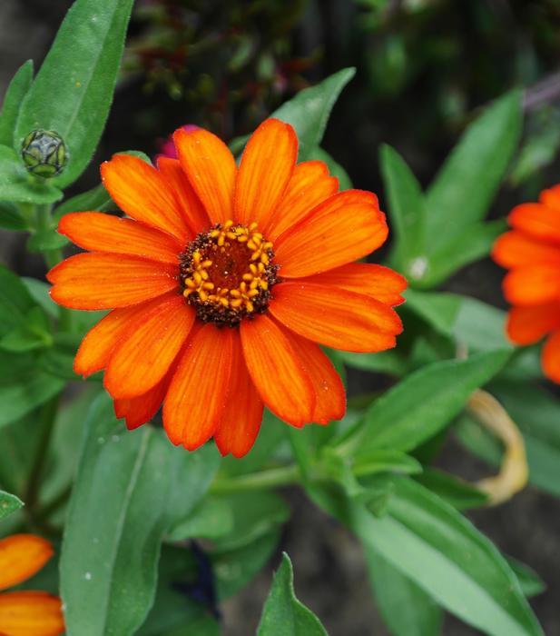 Flower Orange Summer