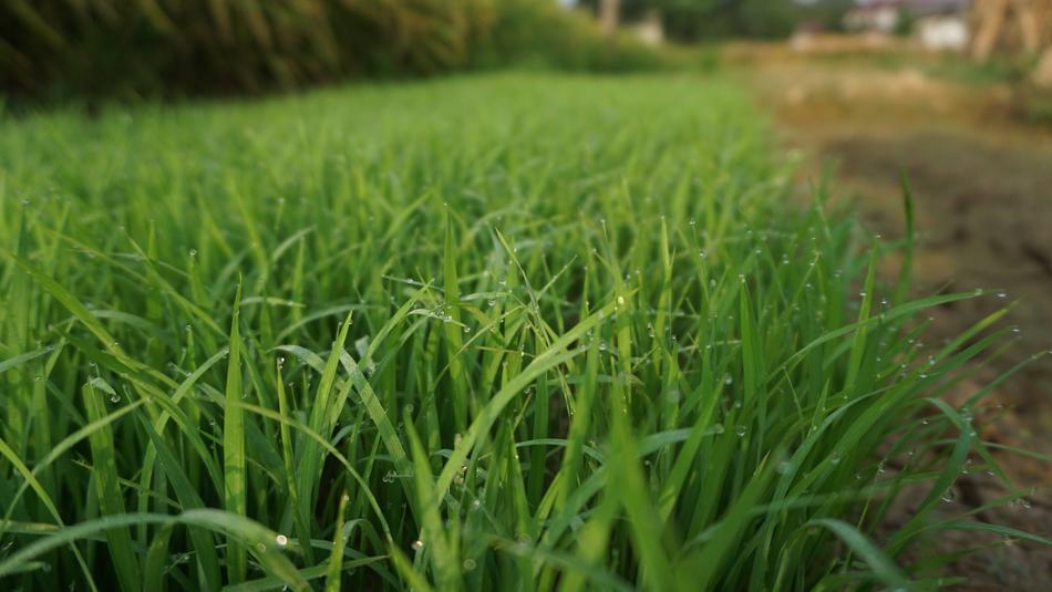 Lawn Field Kinds Of Food