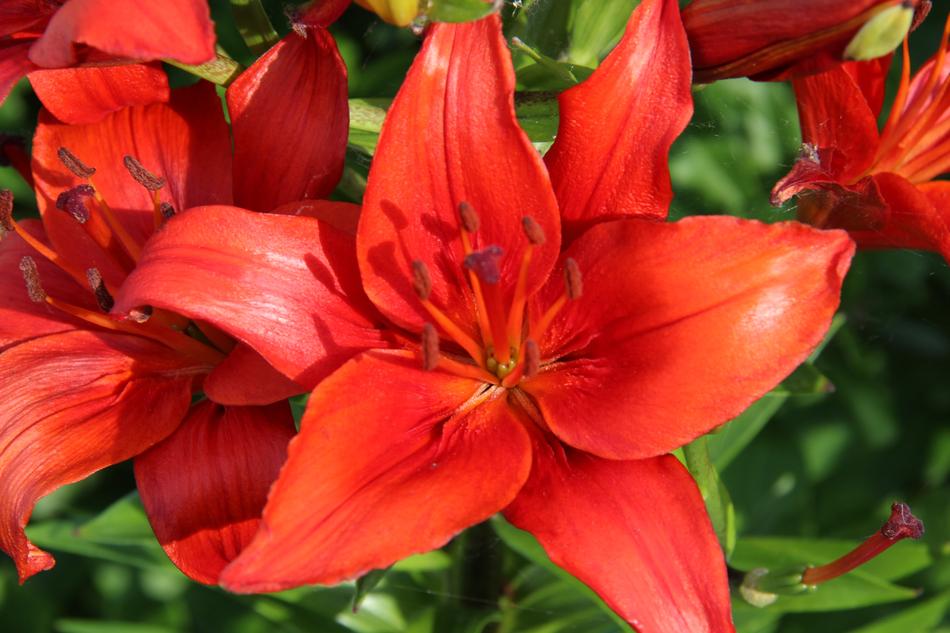 Blossom Bloom Red