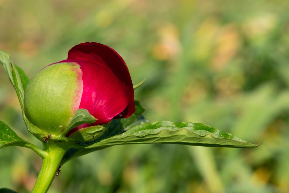 Peony Flower Nature