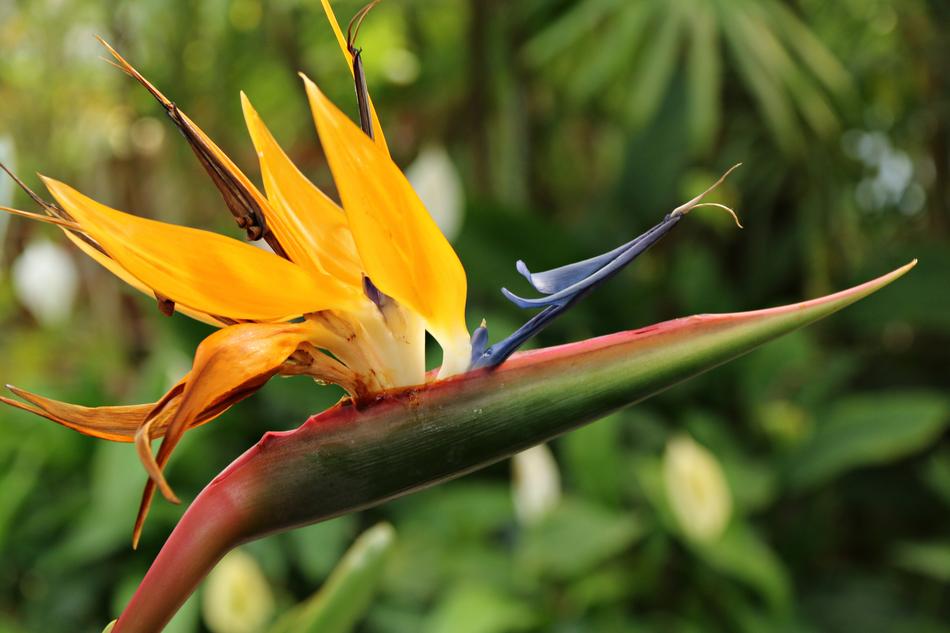 Nature Plants Flowers