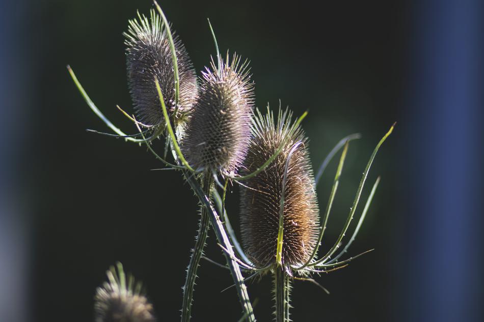 Flowers Nature Thorns