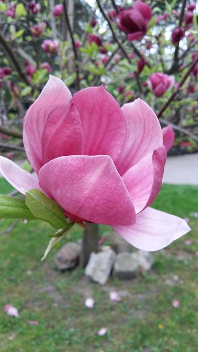 Flower Nature Plant