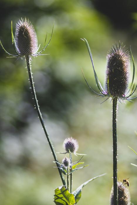 Flowers Nature Plant