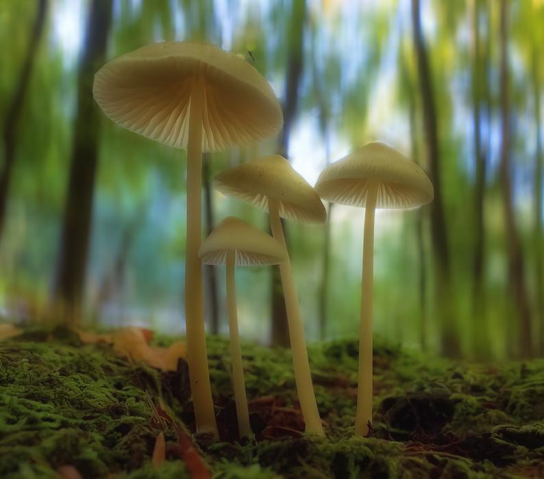 Mushroom Forest Moss Autumn