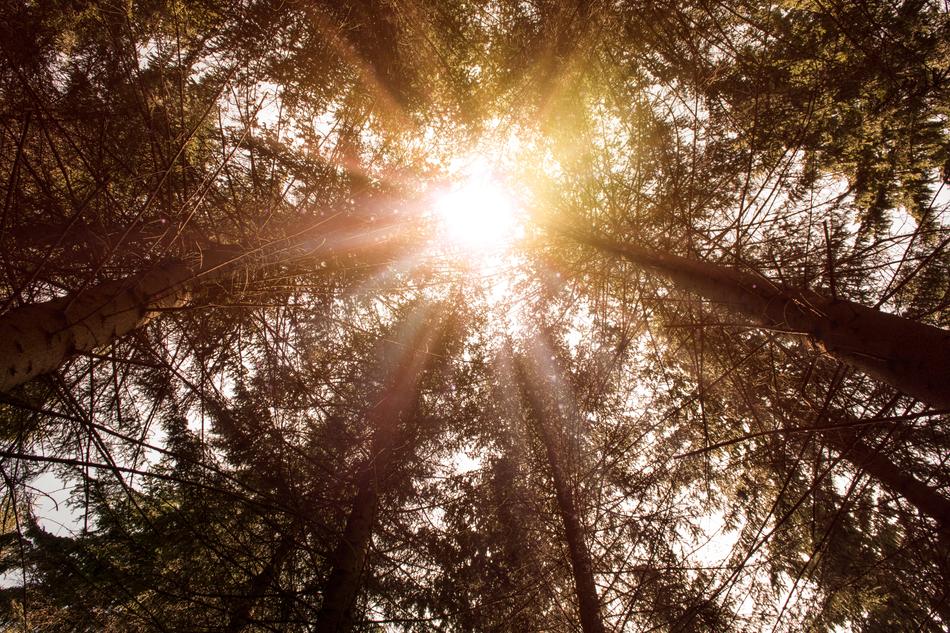 Nature Sun Tree free image download