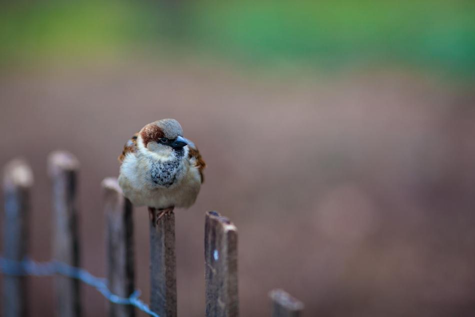 Nature Bird Wildlife