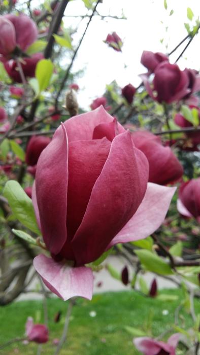 Flower Nature Plant