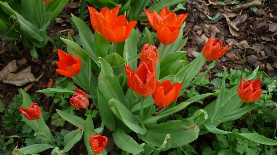 Tulip Flower Blossom