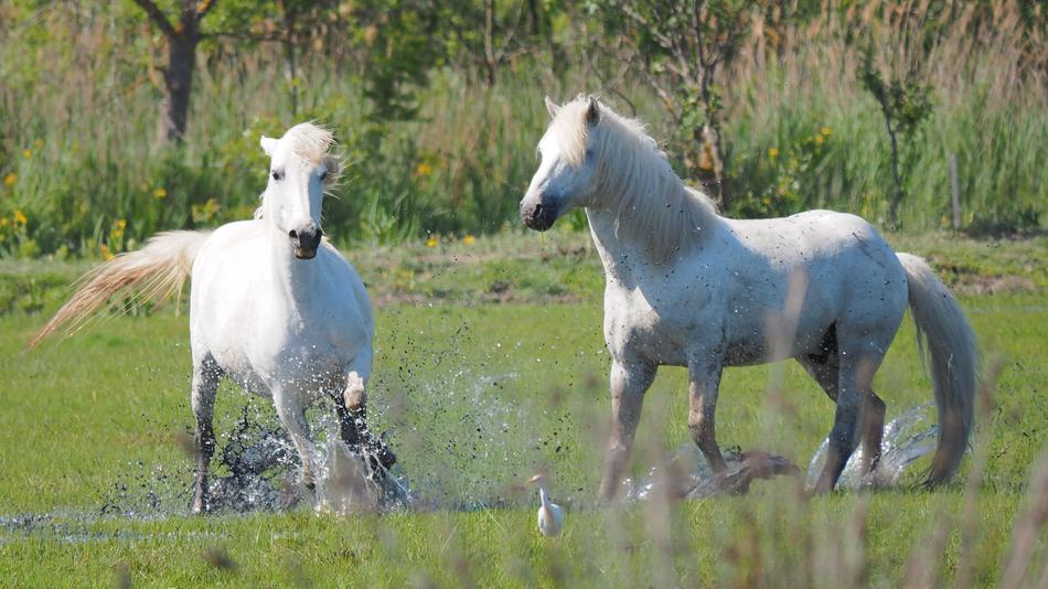 Nature Horses Horse-The