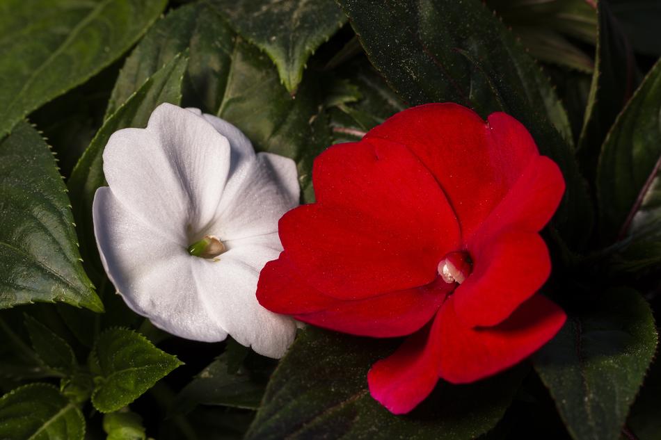 Diligent Practice Of Impatiens