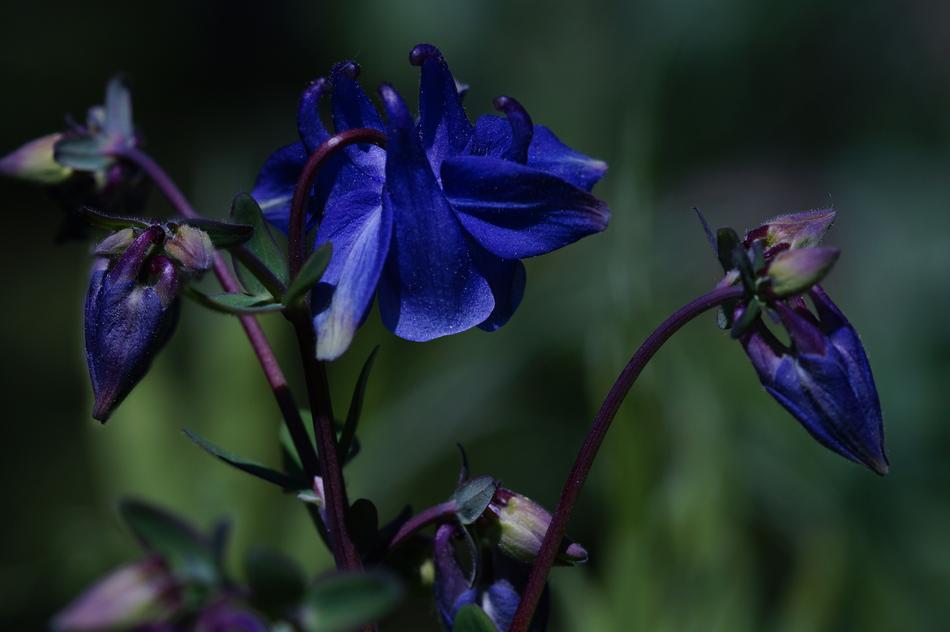 Columbine Blossom Bloom Common