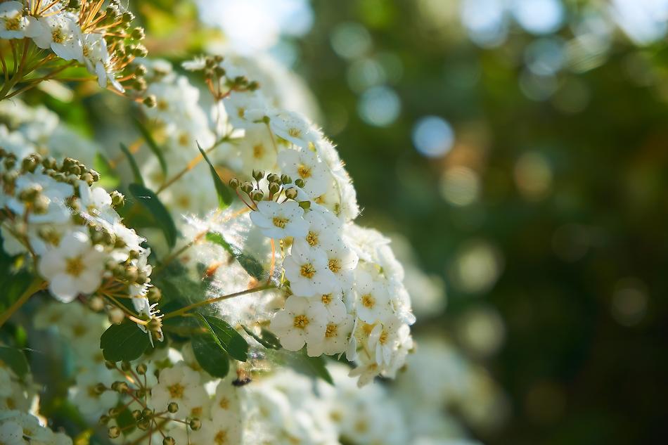white flowers in the leaves of the bush