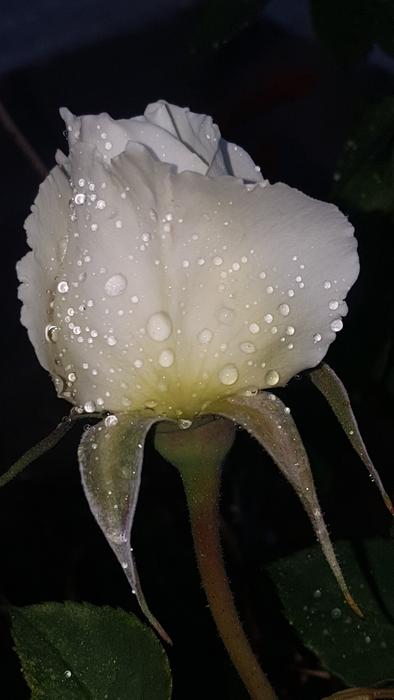 white rose in raindrops
