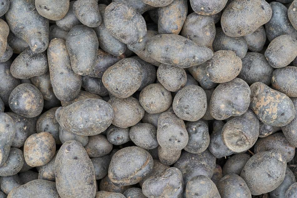 Unharvested potato crop