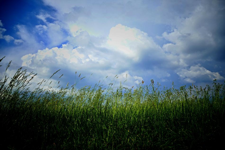 The Clouds Meadow Grass