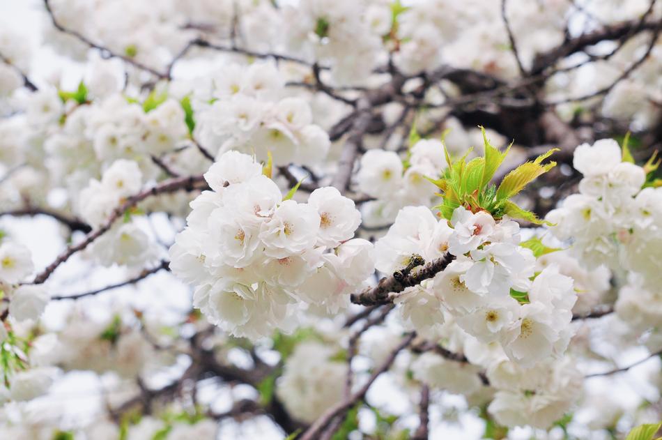 Cherry Tree Flower