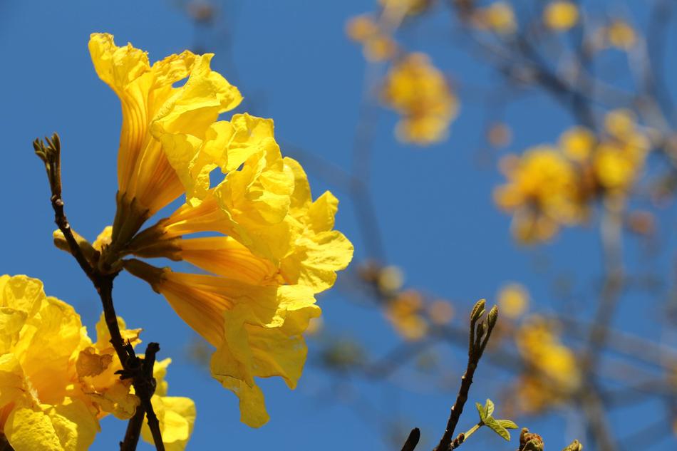 Nature Flower Plant