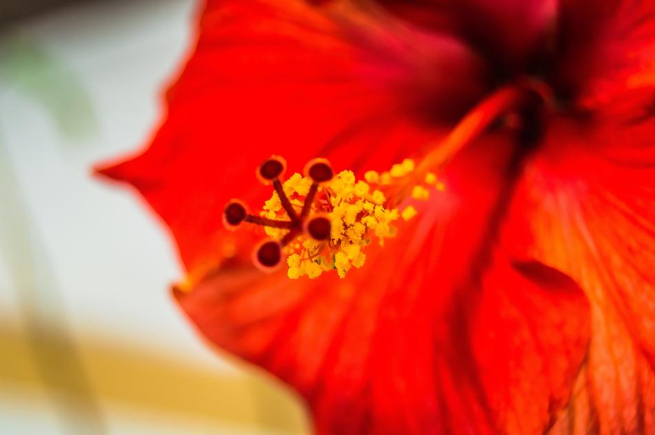 Flower Nature Garden