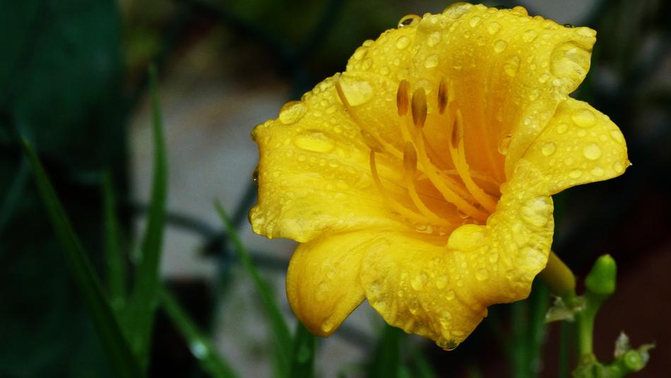Flower Yellow Landscape