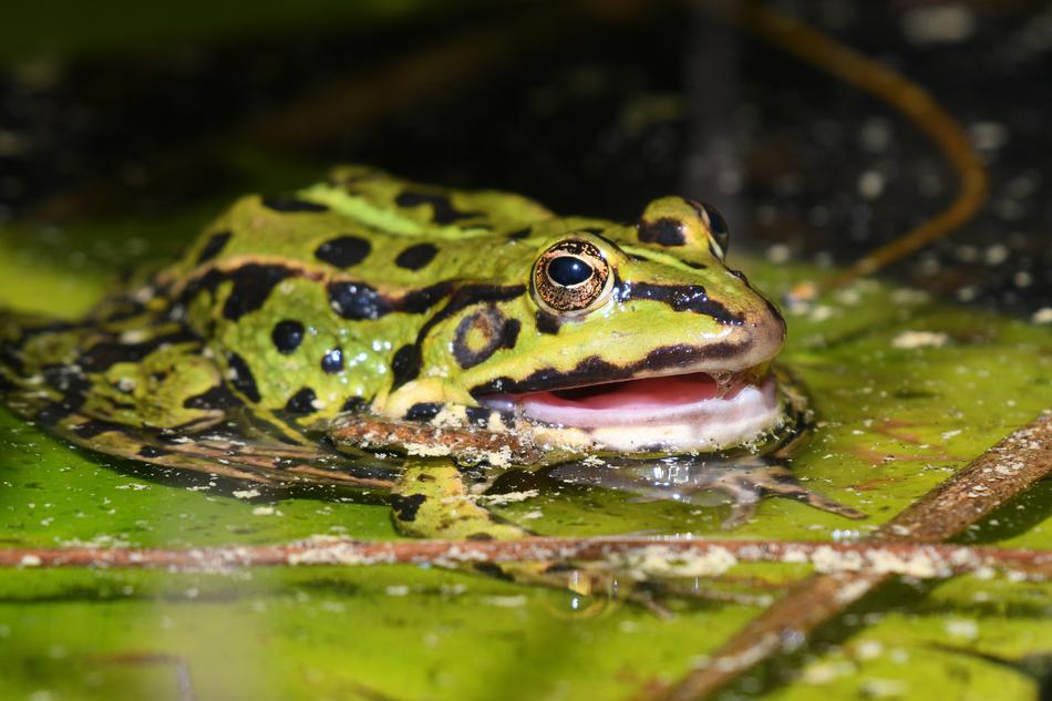 Frog Water Lily Mouth