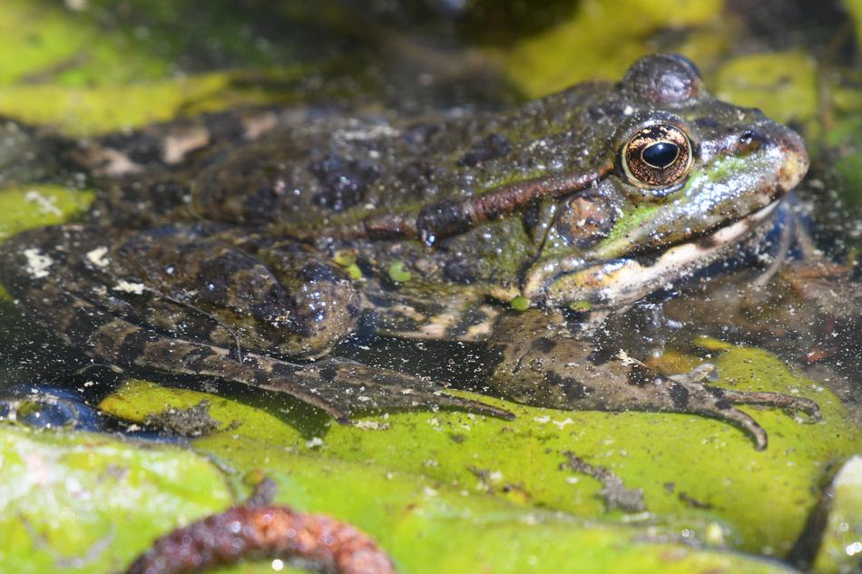 Frog Water Lily Nature