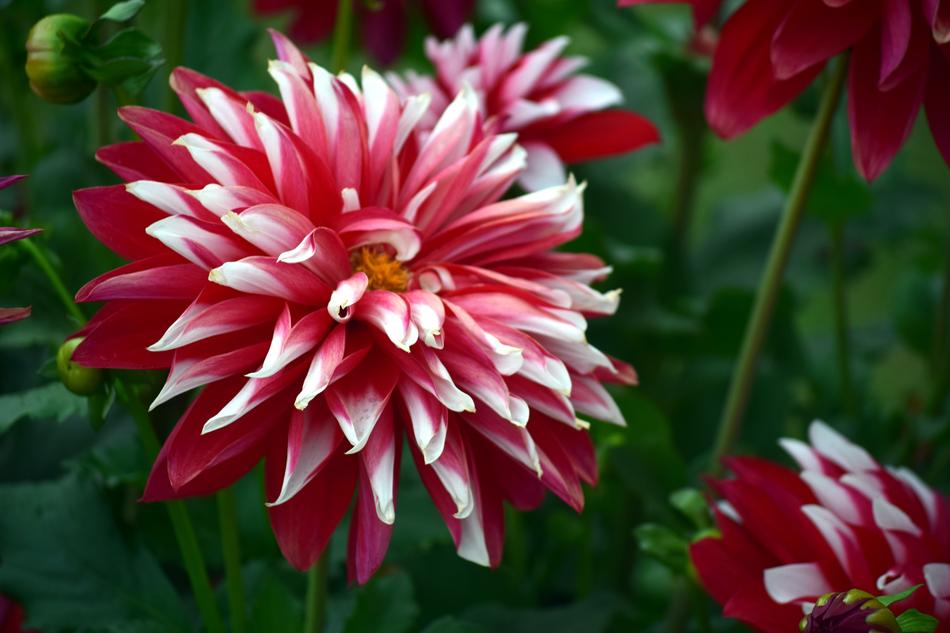Chrysanthemum Flower Red
