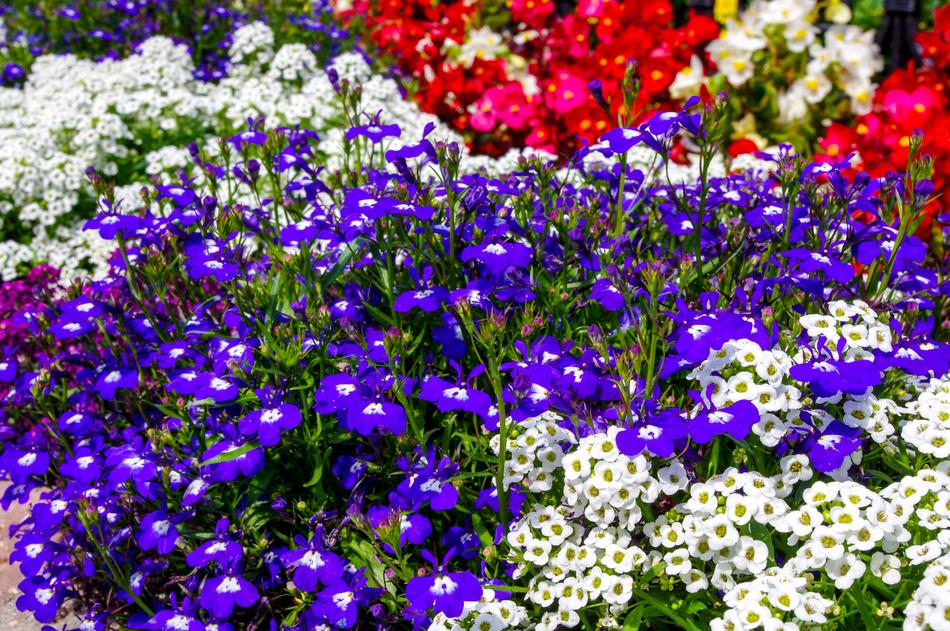 Flower Garden