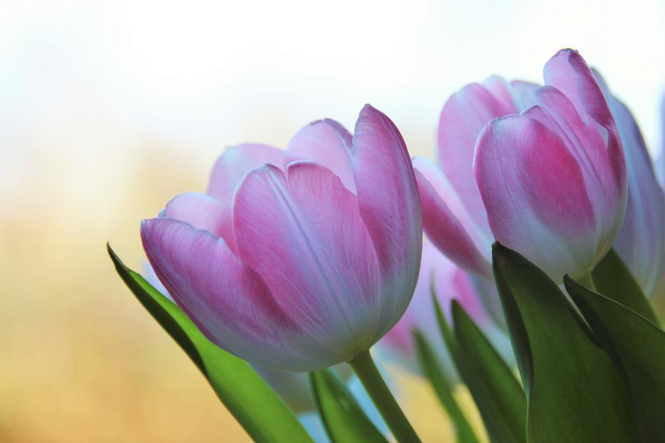tulips are a beautiful bouquet