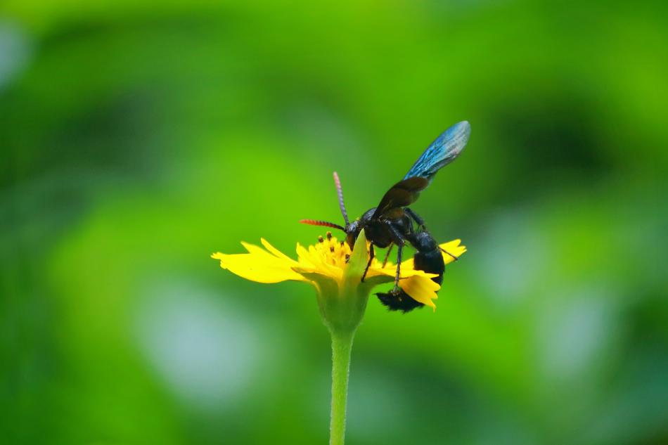 Wasp Blue