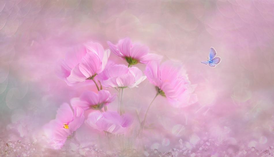 Flower Nature Plant
