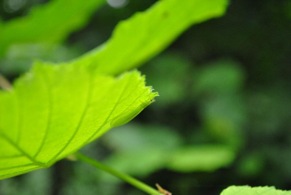 Nature Forest